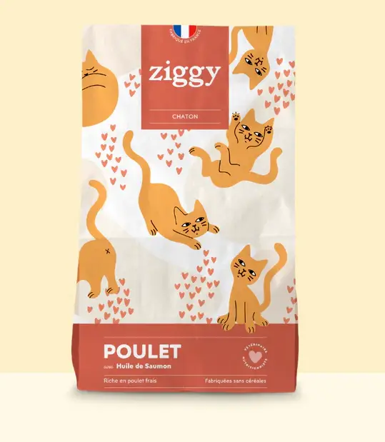 ZIGGY Chaton