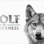 Wolf of Wilderness